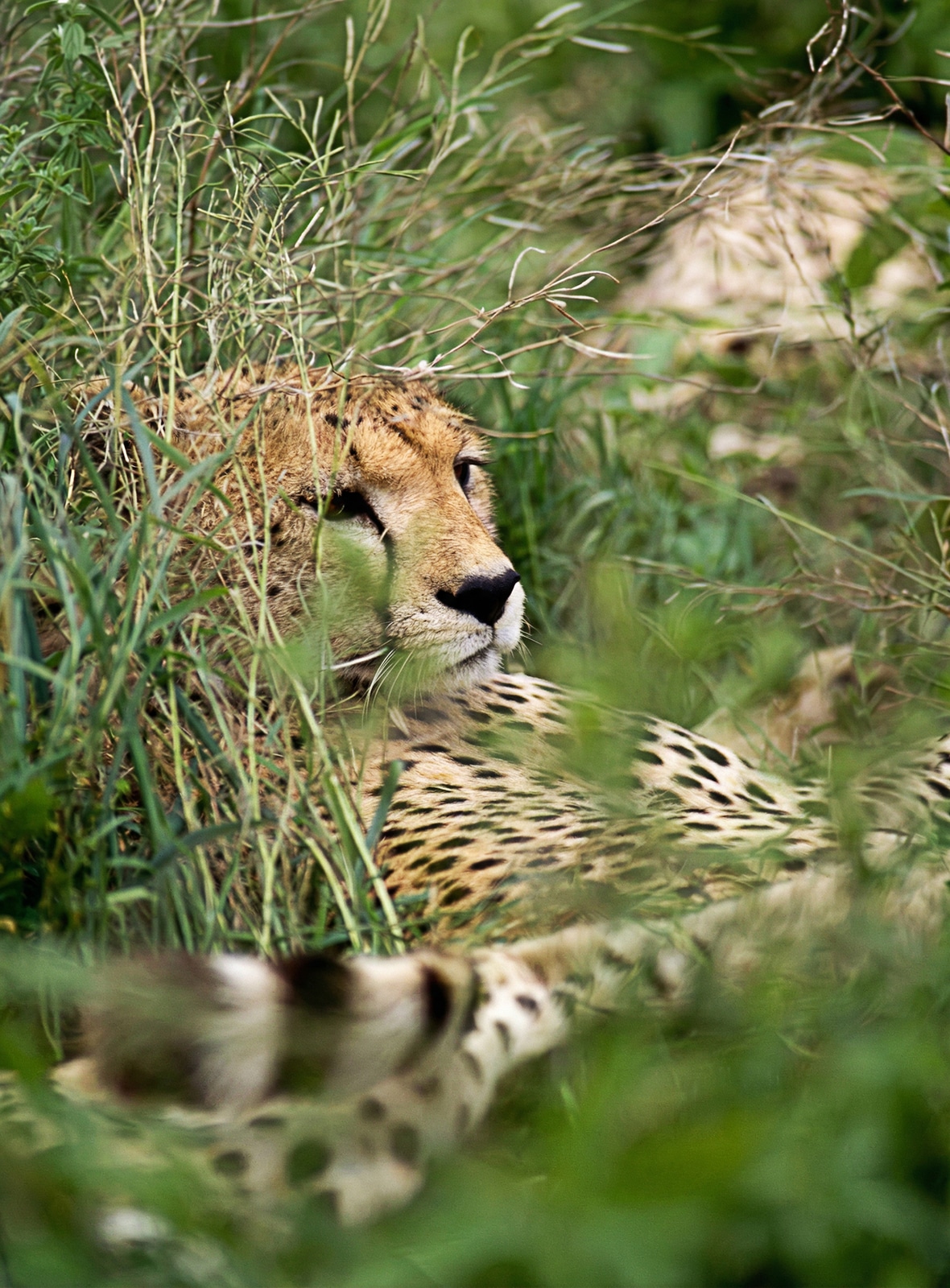 Animaux